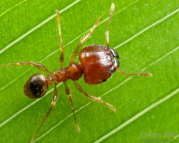 Big-headed ant